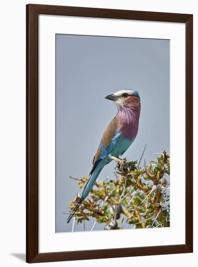 Racket-tailed roller (Coracias spatulata), Selous Game Reserve, Tanzania, East Africa, Africa-James Hager-Framed Photographic Print