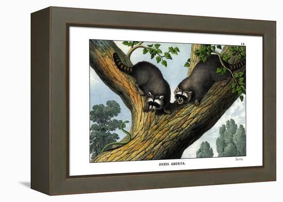 Racoon, 1860-null-Framed Premier Image Canvas