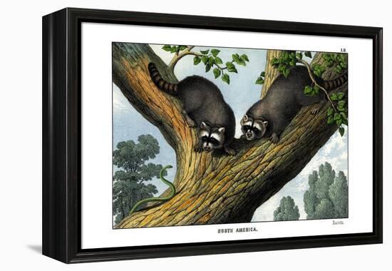 Racoon, 1860-null-Framed Premier Image Canvas