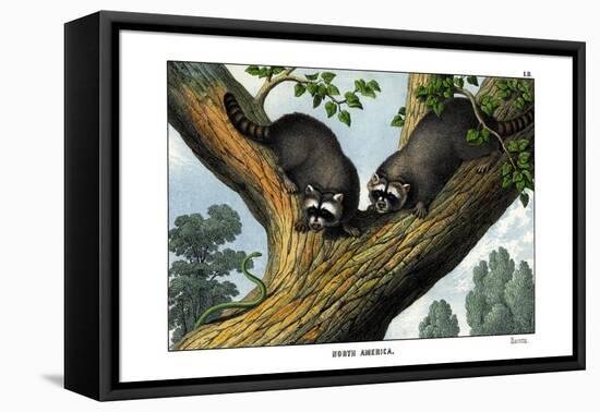 Racoon, 1860-null-Framed Premier Image Canvas