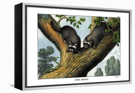 Racoon, 1860-null-Framed Premier Image Canvas