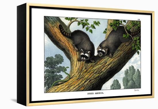 Racoon, 1860-null-Framed Premier Image Canvas