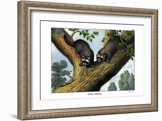 Racoon, 1860-null-Framed Giclee Print