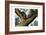 Racoon, 1860-null-Framed Giclee Print