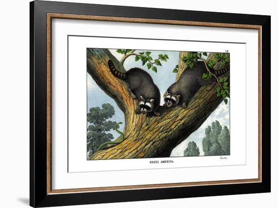 Racoon, 1860-null-Framed Giclee Print