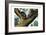 Racoon, 1860-null-Framed Giclee Print