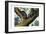 Racoon, 1860-null-Framed Giclee Print