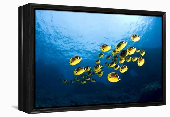 Racoon Butterflyfish-null-Framed Premier Image Canvas