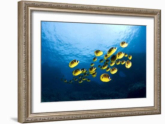 Racoon Butterflyfish-null-Framed Photographic Print