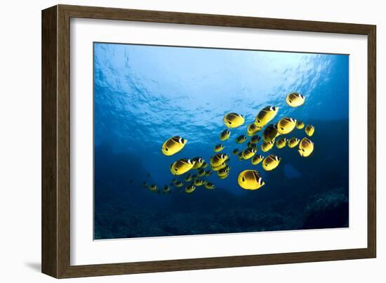 Racoon Butterflyfish-null-Framed Photographic Print