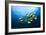 Racoon Butterflyfish-null-Framed Photographic Print