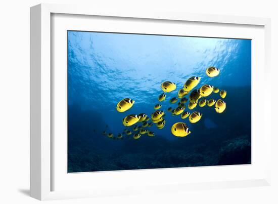 Racoon Butterflyfish-null-Framed Photographic Print