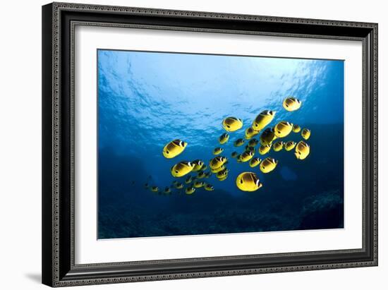 Racoon Butterflyfish-null-Framed Photographic Print