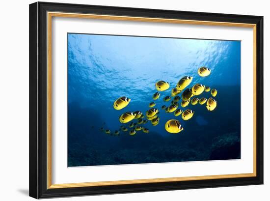 Racoon Butterflyfish-null-Framed Photographic Print