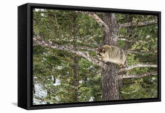 Racoon (Raccoon) (Procyon Lotor), Montana, United States of America, North America-Janette Hil-Framed Premier Image Canvas