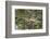 Racoon (Raccoon) (Procyon Lotor), Montana, United States of America, North America-Janette Hil-Framed Photographic Print