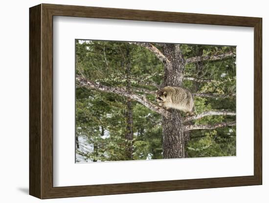 Racoon (Raccoon) (Procyon Lotor), Montana, United States of America, North America-Janette Hil-Framed Photographic Print