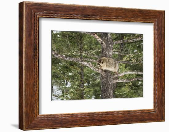 Racoon (Raccoon) (Procyon Lotor), Montana, United States of America, North America-Janette Hil-Framed Photographic Print