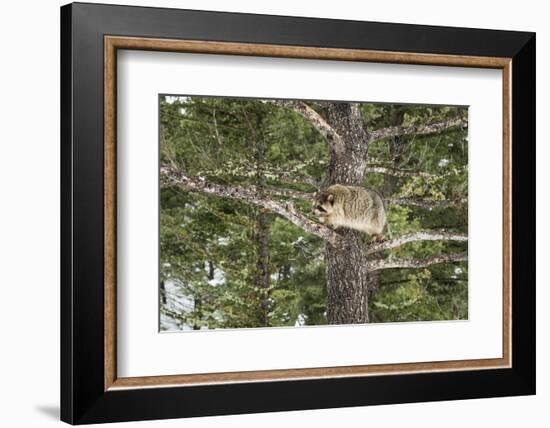 Racoon (Raccoon) (Procyon Lotor), Montana, United States of America, North America-Janette Hil-Framed Photographic Print