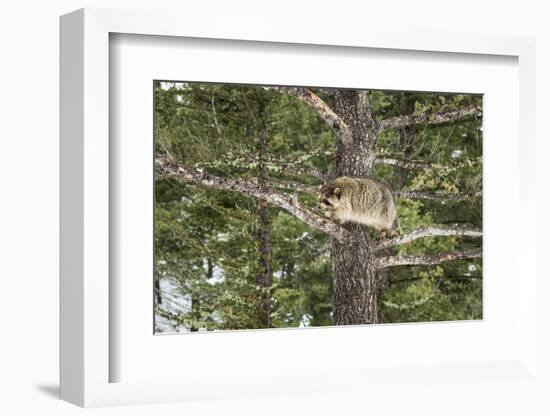 Racoon (Raccoon) (Procyon Lotor), Montana, United States of America, North America-Janette Hil-Framed Photographic Print