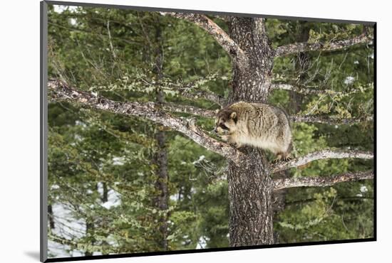 Racoon (Raccoon) (Procyon Lotor), Montana, United States of America, North America-Janette Hil-Mounted Photographic Print