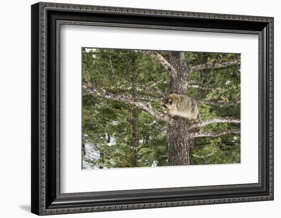 Racoon (Raccoon) (Procyon Lotor), Montana, United States of America, North America-Janette Hil-Framed Photographic Print