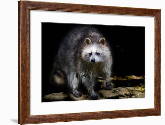 Racoon-Reiner Bernhardt-Framed Photographic Print