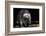 Racoon-Reiner Bernhardt-Framed Photographic Print