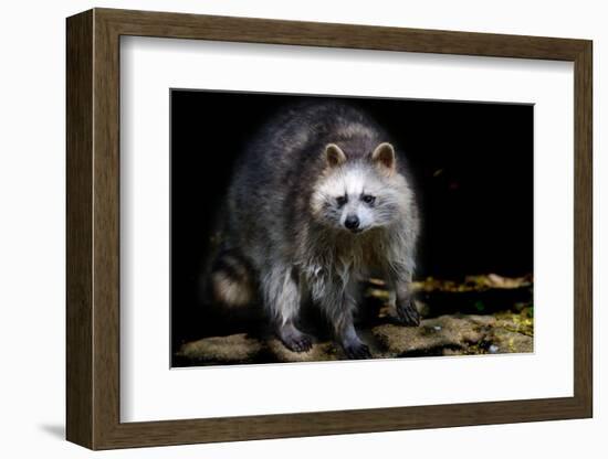 Racoon-Reiner Bernhardt-Framed Photographic Print