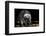 Racoon-Reiner Bernhardt-Framed Photographic Print