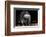 Racoon-Reiner Bernhardt-Framed Photographic Print