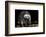 Racoon-Reiner Bernhardt-Framed Photographic Print