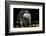 Racoon-Reiner Bernhardt-Framed Photographic Print