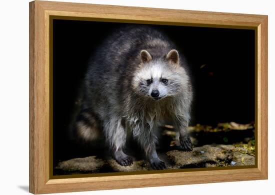 Racoon-Reiner Bernhardt-Framed Premier Image Canvas