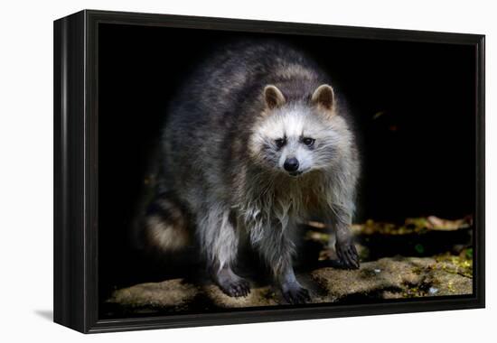 Racoon-Reiner Bernhardt-Framed Premier Image Canvas