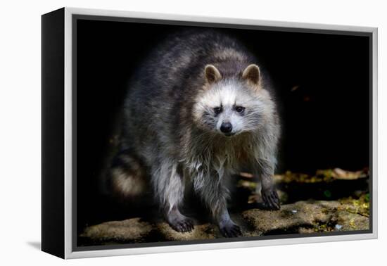 Racoon-Reiner Bernhardt-Framed Premier Image Canvas