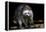 Racoon-Reiner Bernhardt-Framed Premier Image Canvas