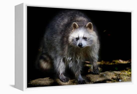 Racoon-Reiner Bernhardt-Framed Premier Image Canvas