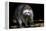 Racoon-Reiner Bernhardt-Framed Premier Image Canvas