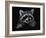 Racoon-Geraldine Aikman-Framed Giclee Print