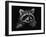 Racoon-Geraldine Aikman-Framed Giclee Print