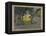 Radha and Krishna in a Grove, India-null-Framed Premier Image Canvas