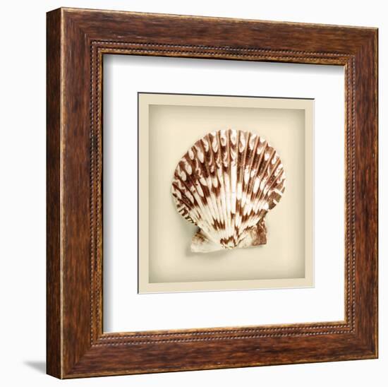 Radial Seashell-null-Framed Art Print