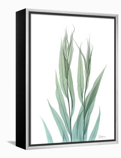 Radiant Bamboo Leaf 2-Albert Koetsier-Framed Stretched Canvas