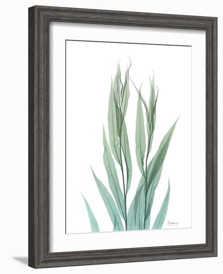 Radiant Bamboo Leaf 2-Albert Koetsier-Framed Art Print