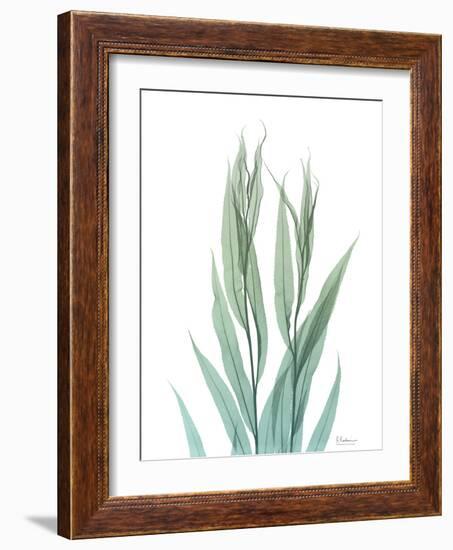 Radiant Bamboo Leaf 2-Albert Koetsier-Framed Art Print