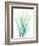 Radiant Banksia-Albert Koetsier-Framed Art Print