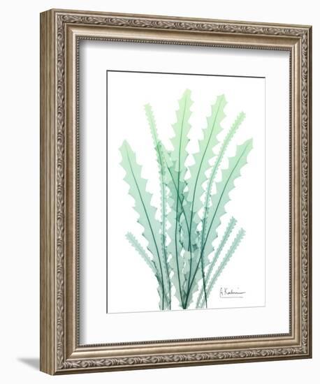 Radiant Banksia-Albert Koetsier-Framed Art Print