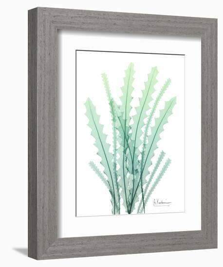 Radiant Banksia-Albert Koetsier-Framed Art Print