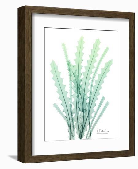 Radiant Banksia-Albert Koetsier-Framed Art Print